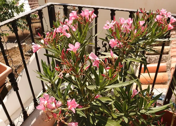 Vista Terraza Illora